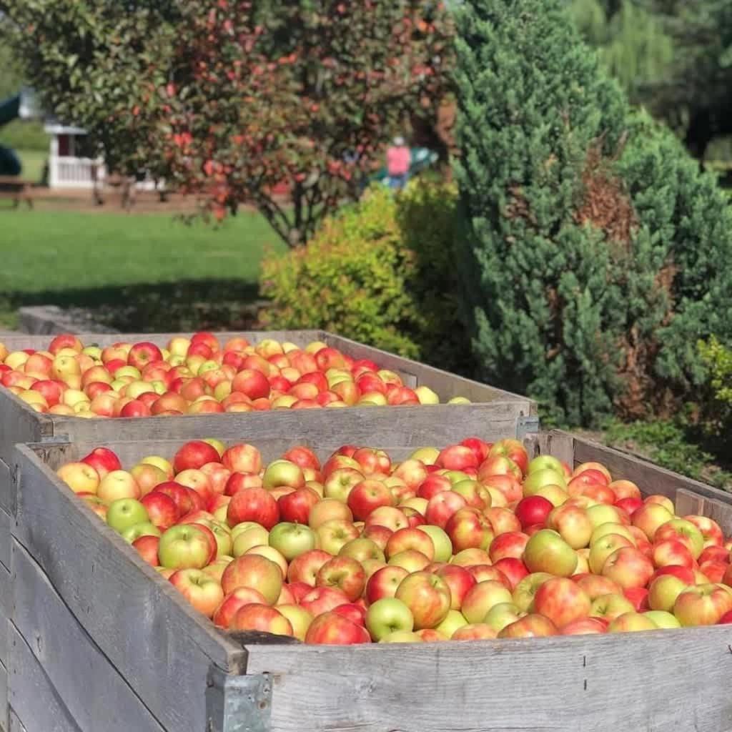 The Cortland Cottage At Brant'S Apple Orchard 애슈터뷸라 외부 사진