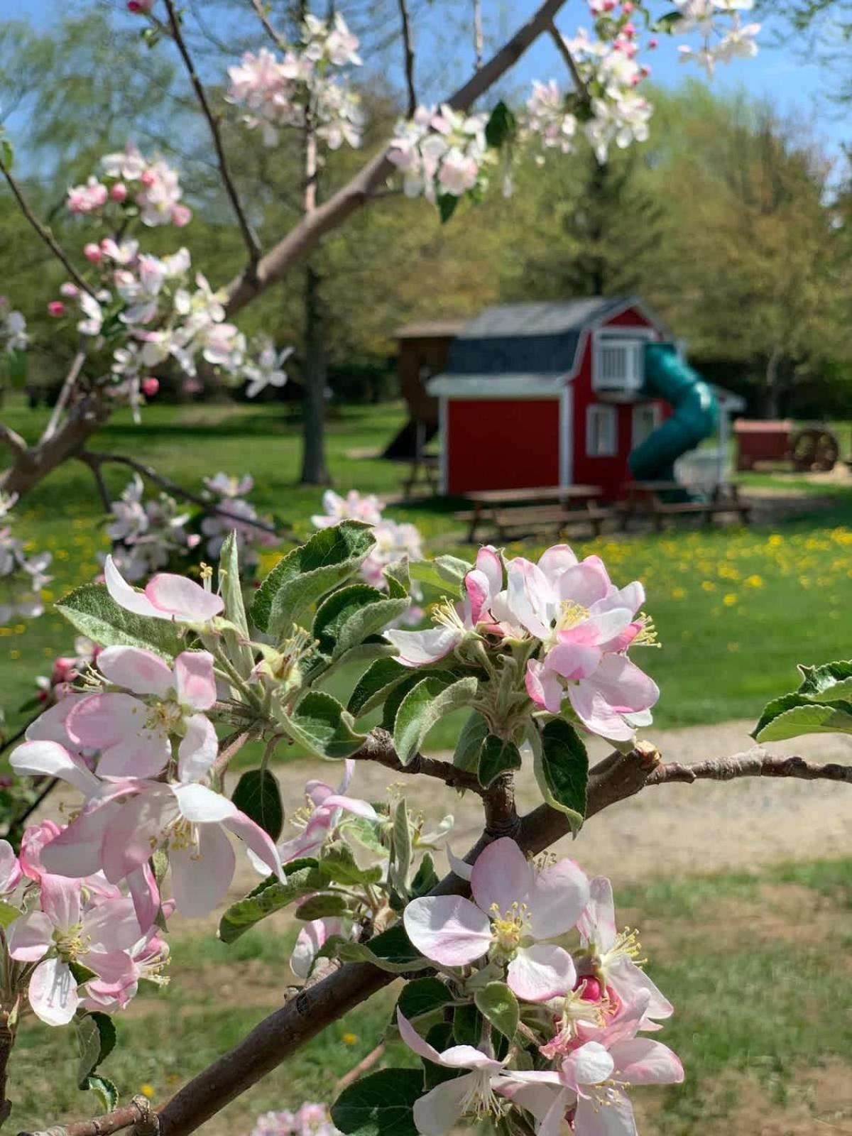 The Cortland Cottage At Brant'S Apple Orchard 애슈터뷸라 외부 사진